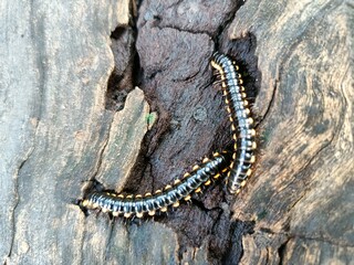 many baby millipedes with black and yellow on the ground