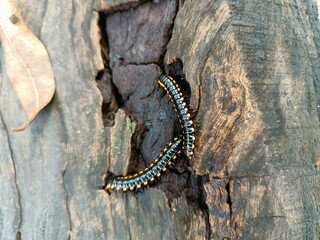 many baby millipedes with black and yellow on the ground