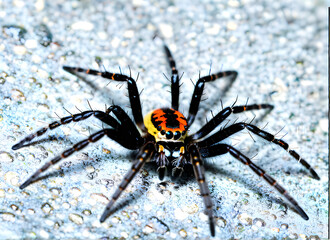 Obraz premium 거미generative ai