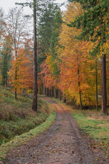 Autumn Colours Looking Beautiful 
