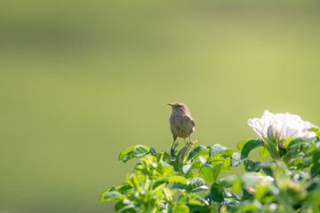 Eurasian Wren Perched on a bush