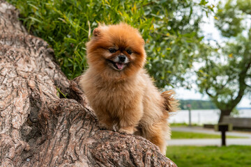 Spitz Pomeranian. Beautiful adult Pomeranian girl. Red sable color. Pure breed dog walks outdoors.