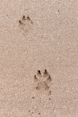 Paw print sof a dog in the sand