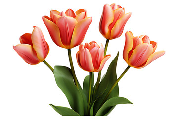 A Tulip colorful flower  on transparent background 