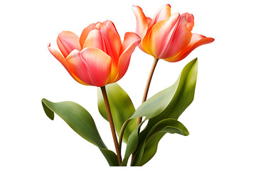 A Tulip colorful flower  on transparent background 