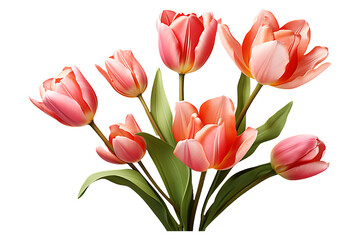 A Tulip colorful flower  on transparent background 