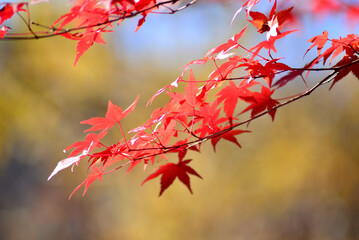 山の中の紅葉した木の葉