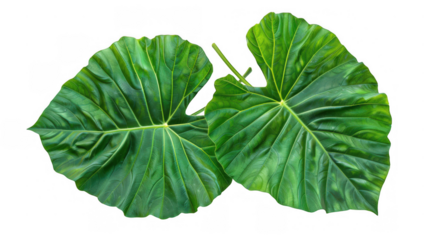 Large Green Elephant Ear Leaves