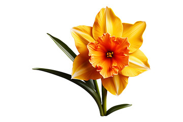 Daffodil flower on transparent background 