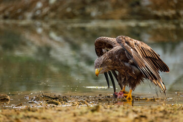 Sea eagle with caught fish. White-tailed eagle, Haliaeetus albicilla, tears killed capr, Cyprinus carpio, on shore of lake. Majestic bird hunting. Wildlife autumn nature. The largest eagle in Europe.