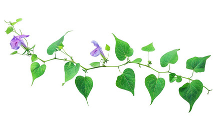 Obraz premium Vine with Green Leaves and Purple Flower