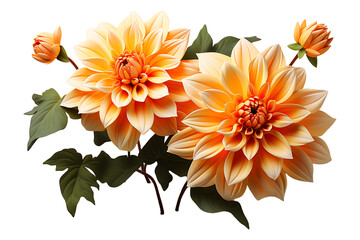 Dahli flower on transparent background 