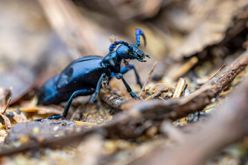 European oil beetle - Meloe proscarabaeus - crawling with mosquitos