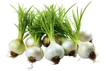 Garlic plant on transparent background 