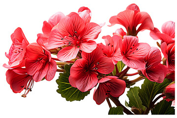 Geranium flower on transparent background