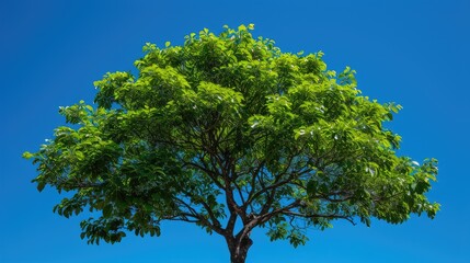 Fototapeta premium Dense Foliage of a Mulberry Tree