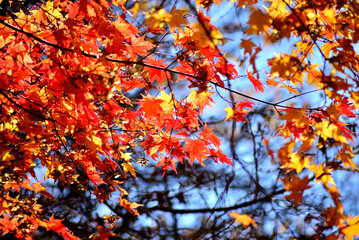 山の中の紅葉した木の葉