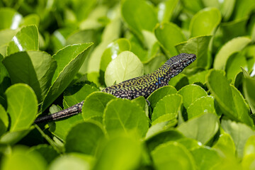 Italian wall lizard, Podarcis muralis nigriventris, Lerici, Liguria, Italy