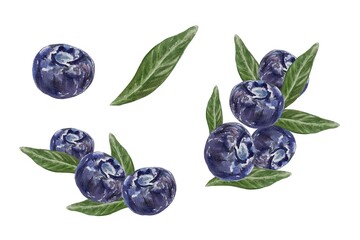 Blueberry. Berries and leaves. Watercolor illustration isolated on white. For greeting cards, invitations, food and cosmetic labels, menus, banners.