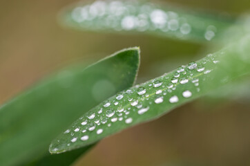 Dew drops on green long leaves in real nature