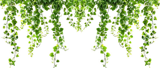 Hanging Green Vine Plants