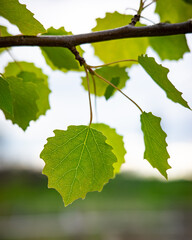 Green leaves in the forest