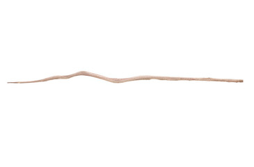 shed skin of a snake  on white, isolated