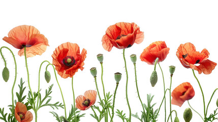Obraz premium Red Poppy Flowers in Bloom