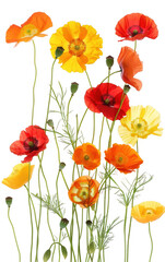 Fototapeta premium Vertical Arrangement of Colorful Poppy Flowers