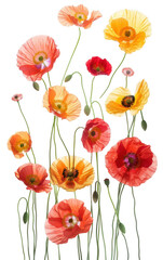 Fototapeta premium Vertical Arrangement of Colorful Poppy Flowers