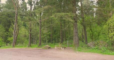 Shot of a empty camping area surrounded by dense forest trees on a cloudy day. 4K. Green vegetation.