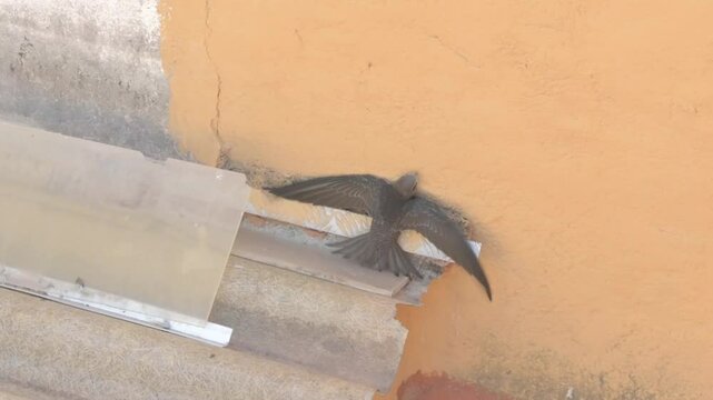 Fallen swift flapping its wings unable to take flight