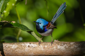 A male Variegated Fairywren perched on a log