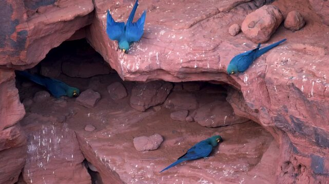 Lear's Indigo Macaw parrot on sandstone breeding cliff tropical Bahia Brazil 4K slow motion flight