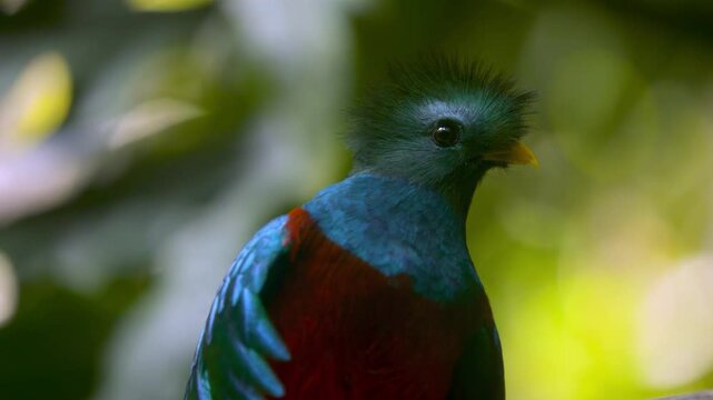 Close up of a Quetzal in a cloud forest in Guatemala.