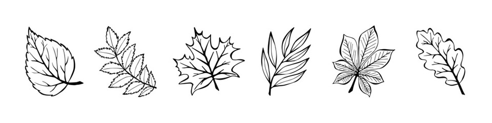 Collection Autumn Leaves In Hand Drawn Style on White Background. Vector Illustration Set Doodle Autumn Leaves. Design for Banner, Poster, Postcard. Elements for Wedding Invitations. © T. Lusin