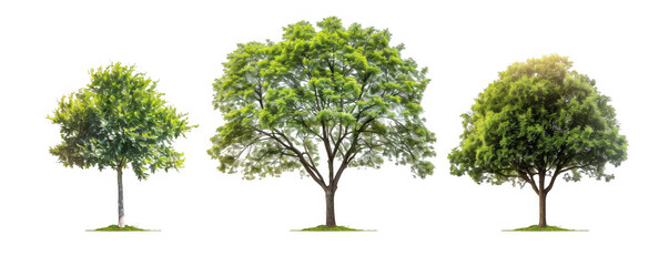 Fototapeta premium Three Green Trees of Varying Sizes
