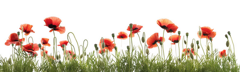 Fototapeta premium Field of Red Poppies