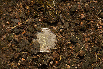 Coins found in the ground.A photo of the earth with a coin.Treasure hunter wallpaper.Find the treasure.A silver coin with an eagle.