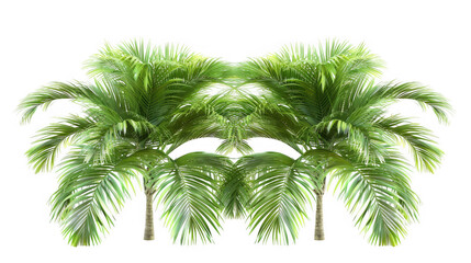 Obraz premium Leaning Palm Trees Clusters