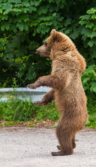 Obraz premium Young bear in Romania