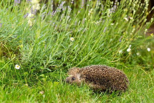 A hedgehog walks in a garden under lavender flowers and daisies. Profile of the hedgehog - its eye and ear are clearly visible.