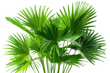 Fan Palm Plants Cluster