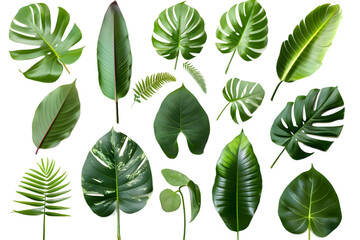 Obraz premium Set of Tropical leaves isolated on transparent background