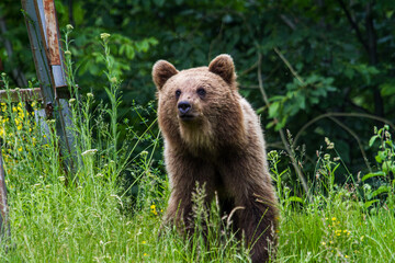 Obraz premium Young bear in Romania