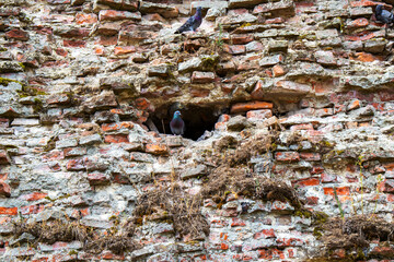 photo of the ruins of a fortress in the town of Sabac, Serbia