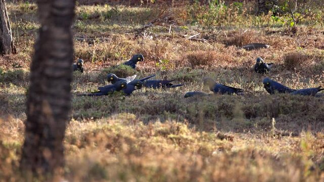 Lear's Indigo Macaw parrot foraging on-ground for Licuri Palm nuts, tropical Bahia Brazil- alternative angle