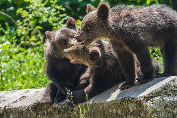Young bear in Romania