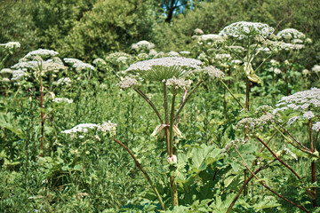 Borschivka (Heracleum sphondylium) in a meadow of wild flowers. Selective focus