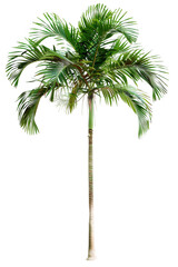 Tall Palm Tree with Full Canopy